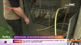 Grippe aviaire: 60 millions de canards bientôt vaccinés