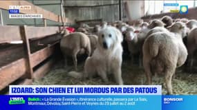 Hautes-Alpes: un homme et son chiot mordus par des patous
