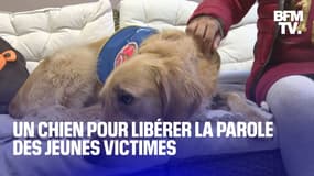 Pédocriminalité: Rumba, la chienne qui aide à recueillir la parole des jeunes victimes à la gendarmerie de Vannes