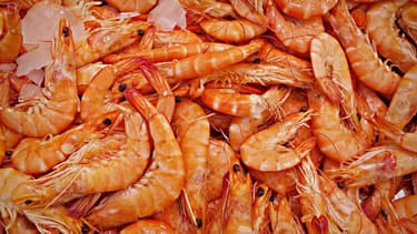 Une blockchain IBM sera utilisée pour assurer la traçabilité de crevettes.