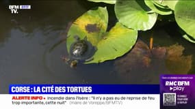 C'est vos vacances: en Corse, le parc "A Cupulatta" est entièrement dédié aux tortues