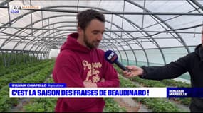 Aubagne: la saison des fraises de Beaudinard est lancée