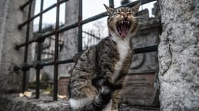 Le chat, très âgé, a pris peur et griffé le petit-fils et sa grand-mère. (photo d'illustration)