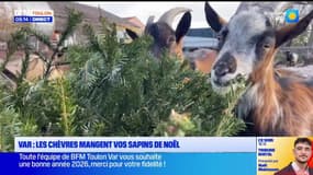 Var : les chèvres mangent vos sapins de Noël