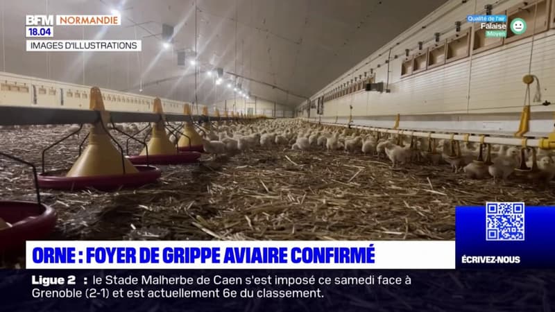 Orne: un foyer de grippe aviaire confirmé