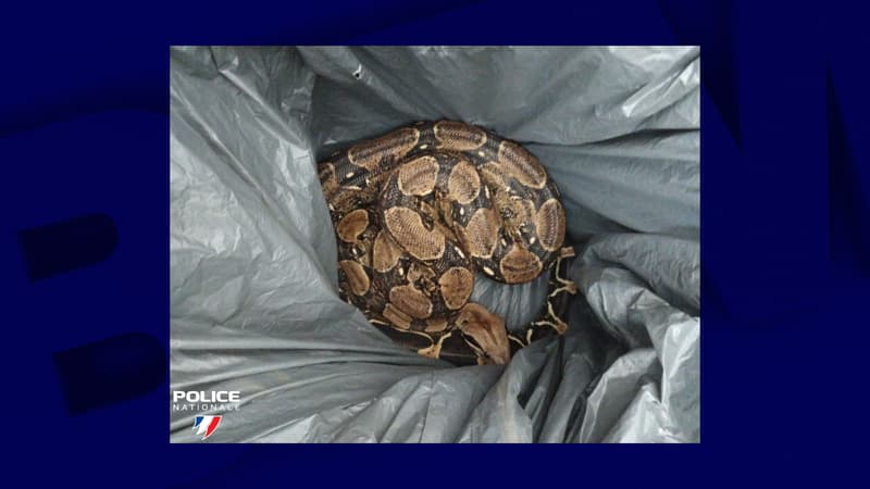 Le boa constrictor a été récupéré par la police à Saumur.