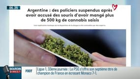 Disparition de 540 kilos de cannabis: des policiers argentins accusent... des souris