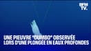 Une pieuvre "Dumbo observée lors d'une plongée en eaux profondes 