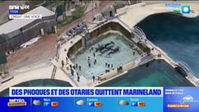 Marineland: les transferts des orques vers l'Espagne se précisent