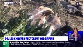 Alpes-de-Haute-Provence: cet éleveur récupère des sapins de Noël pour nourrir ses chèvres