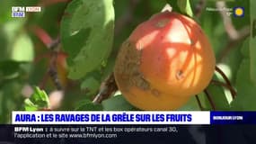 Auvergne-Rhône-Alpes: les ravages de la grêle sur les fruits