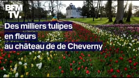 Les très belles images des milliers de tulipes en fleurs au château de Cheverny