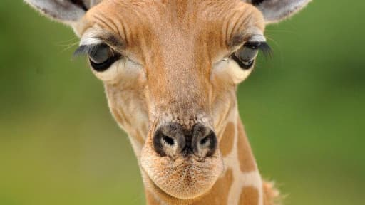 Après les pandas et les loutres, les girafes comme Adeline sont-elle les nouveaux animaux mignons?