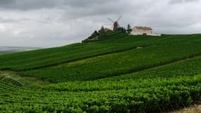 La Champagne devrait produire 3 millions d'hectolitres cette année.