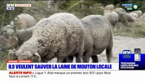  Grasse: des éleveurs veulent sauver la laine de mouton locale