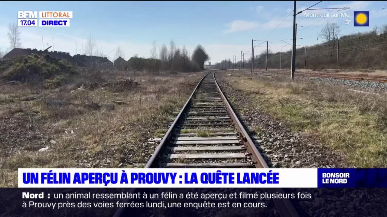 Prouvy: un animal ressemblant à un félin filmé près des voies ferrées