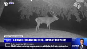 Il filme le brame du cerf juste devant chez lui, au début de la période de reproduction 