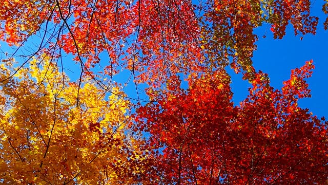 Forêt d'automne.