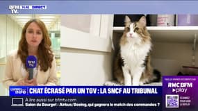 La SNCF jugée pour "atteinte involontaire à la vie ou à l'intégrité d'un animal domestique" après la mort d'un chat à la gare Montparnasse