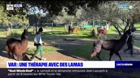 Six-Four-les-Plages: une thérapie avec des lamas