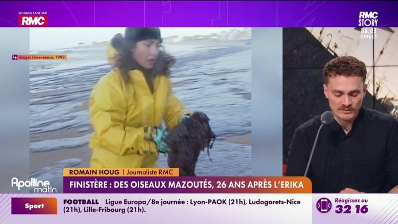Finistère : Des oiseaux mazoutés, 26 ans après l'Erika