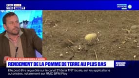 Nord: pas de pénurie malgré un rendement de la pomme de terre au plus bas