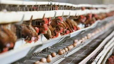 Chez Monoprix, les oeufs viendront dorénavant de poules élevées en plein air.
