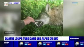 Hautes-Alpes: deux loups tués à Ancelle et Névache