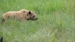 Un ours brun (illustration)