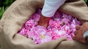Des roses Centifolia récoltées à Grasse (Alpes-Maritimes), dans le Domaine de la Rose, le 26 mai 2025.