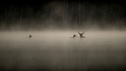 "Le Chant des forêts", de Vincent Munier est sorti en salles le 17 décembre 2025. Il a attiré un million de spectateurs en salles.