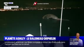 Le baleineau orphelin - 21/01