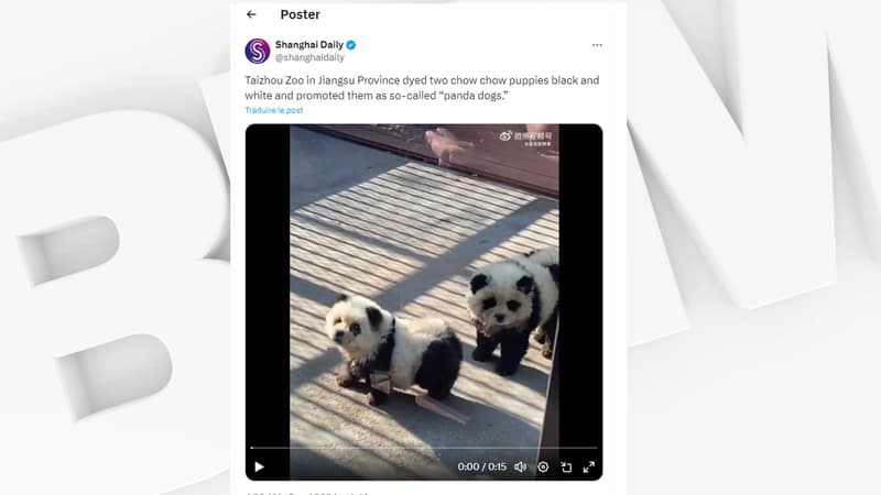 Chine: un zoo accusé d'avoir peint des chiens pour imiter des pandas