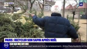 Paris: recycler son sapin après Noël