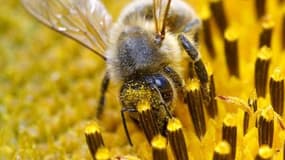 Habitués d'ordinaire à traiter des vaches ou des moutons, des vétérinaires réapprennent à Nantes à soigner les maux des abeilles, intoxiquées par des pesticides et attaquées par des prédateurs comme le frelon asiatique. /Photo d'archives/REUTERS/Arnd Wieg