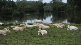 Les inondations mettent aussi en danger les animaux et les cultures.