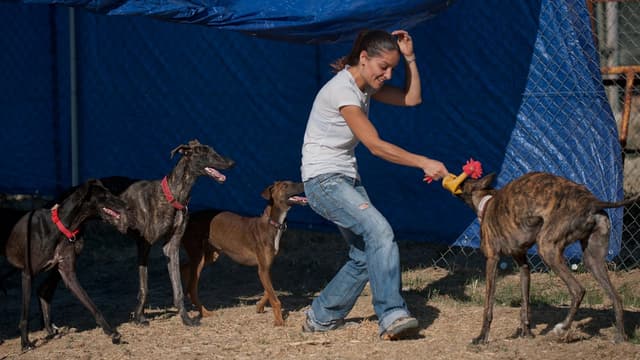 Kristal, une volontaire, joue avec des lévriers à Alhaurin de la Torre en Espagne dans un refuge pour chiens, le 19 juin 2015