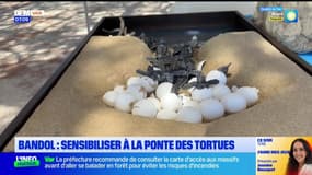 Bandol: sensibiliser la population à la ponte des tortues