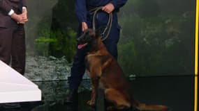 Tirock, un malinois de la brigade spécialisée en Recherche de produits accélérateurs d'incendies, sur BFMTV le 7 août 2025.