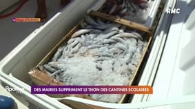 Paris, Lille, Lyon, Montpellier... Huit mairies suppriment le thon des menus des cantines, à cause de la présence de mercure