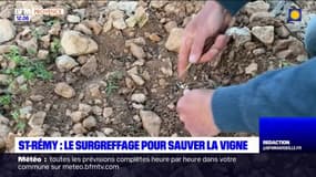 Bouches-du-Rhône: le surgreffage pour sauver la vigne à Saint-Rémy-de-Provence