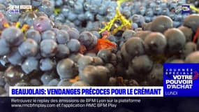 Beaujolais: des vendanges précoces pour le crémant
