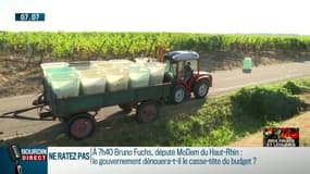 Vendanges précoces: de l'avance dans les récoltes au bonheur des viticulteurs