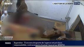 Mauvais traitements sur animaux: la justice ouvre une enquête contre un abattoir d'Alès