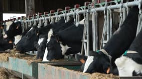 Des vaches laitières dans une exploitation de Saint-Aubin-en-Bray, dans l'Oise, décembre 2023