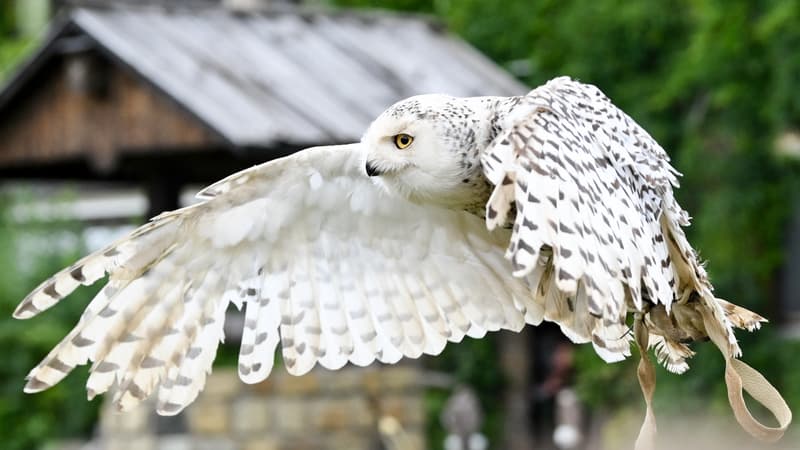Harfang des neiges, hyène rayée, loutre géante du Brésil: 40 nouvelles espèces migratrices font désormais l'objet d'une protection internationale