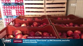 Main-d’œuvre rare, météo, gestes barrières: les causes de la hausse des prix des fruits et légumes