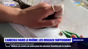 Rhône: les oiseaux suffoquent en temps de canicule