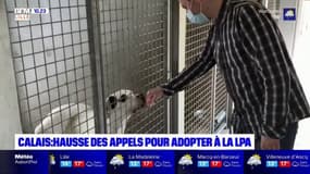 Les demandes d'adoption d'animaux en hausse à Calais 