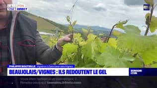 Retour du froid: les vignerons redoutent l'arrivée du gel dans le Rhône